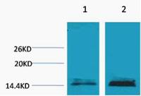 Histone H3 (Mono Methyl Lys18) Polyclonal Antibody