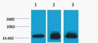 Histone H3 (Mono Methyl Lys4) Polyclonal Antibody