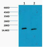 Histone H3 (Mono Methyl Lys79) Monoclonal Antibody(5G5)