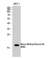 Histone H3 (Mono Methyl Lys80) Polyclonal Antibody