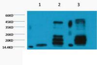 Histone H3 (Di Methyl Lys27) Monoclonal Antibody(1A8)