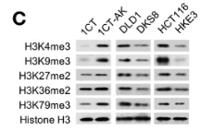 Histone H3 (Di Methyl Lys27) Monoclonal Antibody(3B12)