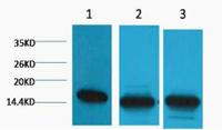 Histone H3 (Di Methyl Lys36) Monoclonal Antibody(1E6)