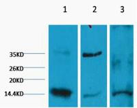 Histone H3 (Di Methyl Lys9) Monoclonal Antibody(3C2)