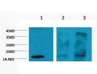 Histone H3 (Tri Methyl Lys4) Monoclonal Antibody(2E11)