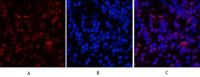 Histone H3 (Tri Methyl Lys79) Monoclonal Antibody(3G3)