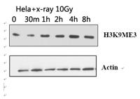 Histone H3 (Tri Methyl Lys9) Monoclonal Antibody(2C3)