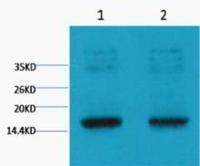 Histone H3 (Tri Methyl Lys9) Monoclonal Antibody(4H8)