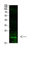 Histone H3 (Tri-Methyl-K4) Polyclonal Antibody