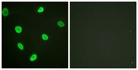 Acetyl Histone H2B (K12) Polyclonal Antibody