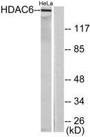 Histone deacetylase 6 Polyclonal Antibody