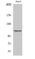 Histone deacetylase 9 Polyclonal Antibody