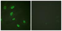 Histone H2B (Acetyl Lys5) Polyclonal Antibody