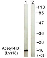 Histone H3 (Acetyl Lys18) Polyclonal Antibody