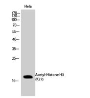 Histone H3 (Acetyl Lys27) Polyclonal Antibody