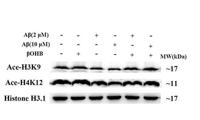 Histone H4 (Acetyl Lys12) Polyclonal Antibody