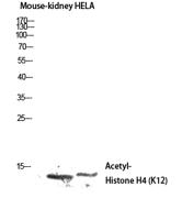 Histone H4 (Acetyl Lys12) Polyclonal Antibody