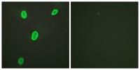 Histone H4 (Acetyl Lys12) Polyclonal Antibody