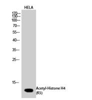 Histone H4 (Acetyl Lys5) Polyclonal Antibody