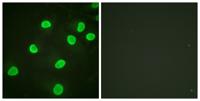 Histone H4 (Acetyl Lys5) Polyclonal Antibody