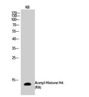 Histone H4 (Acetyl Lys8) Polyclonal Antibody