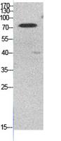 Ub (Acetyl Lys48) Polyclonal Antibody