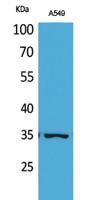 Ref-1 (Acetyl Lys6) Polyclonal Antibody