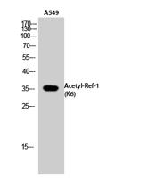 Ref-1 (Acetyl Lys6) Polyclonal Antibody