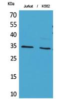 Ref-1 (Acetyl Lys7) Polyclonal Antibody