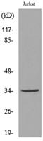 Ref-1 (Acetyl Lys7) Polyclonal Antibody