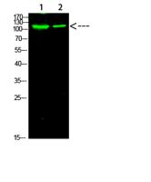 PARP-1 (Acetyl-K521) Polyclonal Antibody