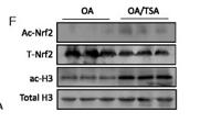 Nrf2 (Acetyl Lys599) Polyclonal Antibody