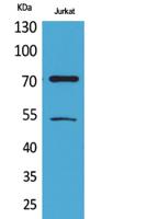 Ku-70 (Acetyl Lys539) Polyclonal Antibody