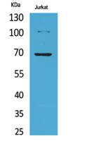 Ku-70 (Acetyl Lys542) Polyclonal Antibody