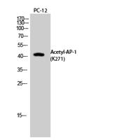 AP-1 (Acetyl Lys271) Polyclonal Antibody