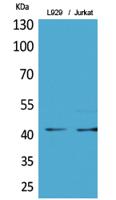 E2F-4 (Acetyl Lys96) Polyclonal Antibody