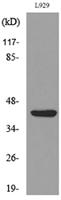 E2F-4 (Acetyl Lys96) Polyclonal Antibody