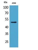 EF-1 α1/2 (Acetyl Lys41) Polyclonal Antibody