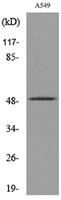 EF-1 α1/2 (Acetyl Lys41) Polyclonal Antibody