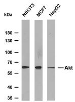 Akt (PTR2314) mouse mAb