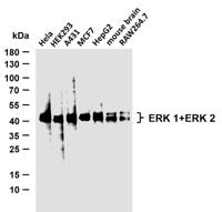 ERK 1/2 (PTR1327) mouse mAb