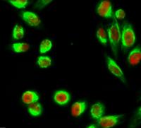 Kif 7 Monoclonal Antibody(3F8)