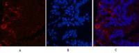 Kif 7 Monoclonal Antibody(3F8)