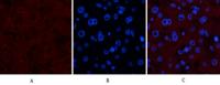 Collagen IV mouse Monoclonal Antibody(8E5)