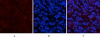 Collagen IV mouse Monoclonal Antibody(8E5)