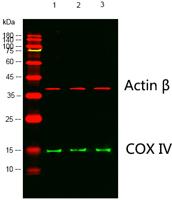 COX IV Monoclonal Antibody(6C8)