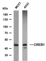 CREB1 (PTR2317) mouse mAb