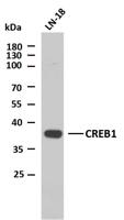 CREB1 (PTR2317) mouse mAb