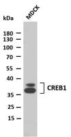 CREB1 (PTR2317) mouse mAb