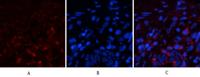 Cyclophilin B Monoclonal Antibody(2B10)